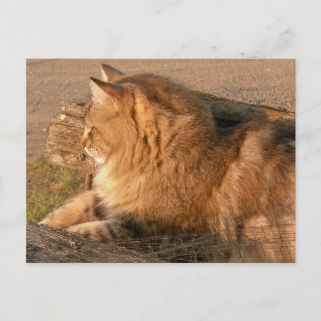 Postal Tum Tiggle del ron (Anverso)