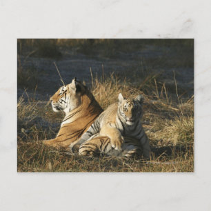Postal Tumba de tigres (Panthera tigris) sobre su