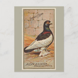 Postal Tumbler Pigeon