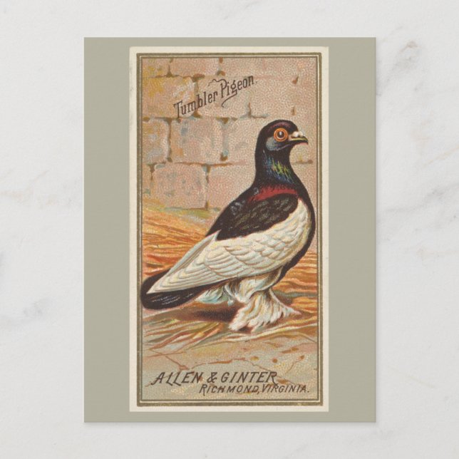 Postal Tumbler Pigeon (Anverso)