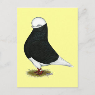 Postal Tumbler Pigeon Black Bald CL