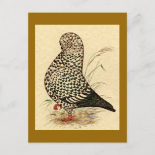 Postal Tumbler Pigeon LFCL Splash