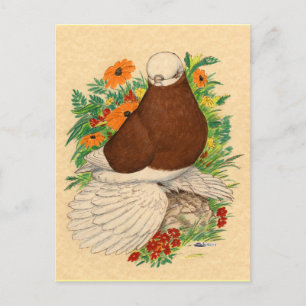 Postal Tumbler Pigeon Red Bald Muffed