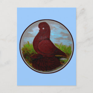 Postal Tumbler Pigeon Red Muff