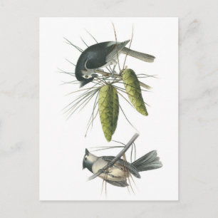 Postal Tumboso de Titmouse por Audubon