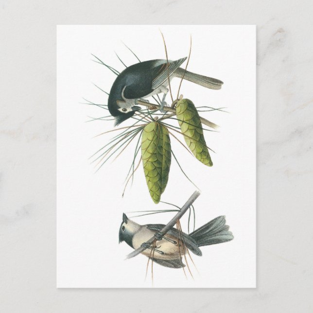 Postal Tumboso de Titmouse por Audubon (Anverso)