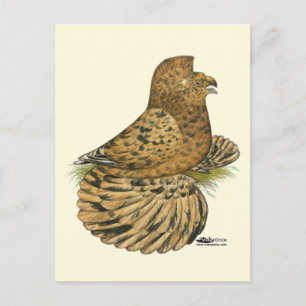 Postal Tumpeter Pigeon Almond