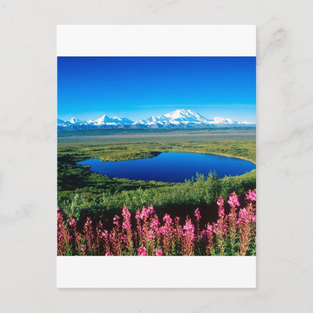 Postal Tundra el monte McKinley Denali Alaska de la (Anverso)