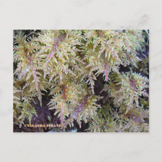 Postal Tundra Moss, isla Unalaska