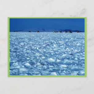 Postal Tundra nevada de Caribou