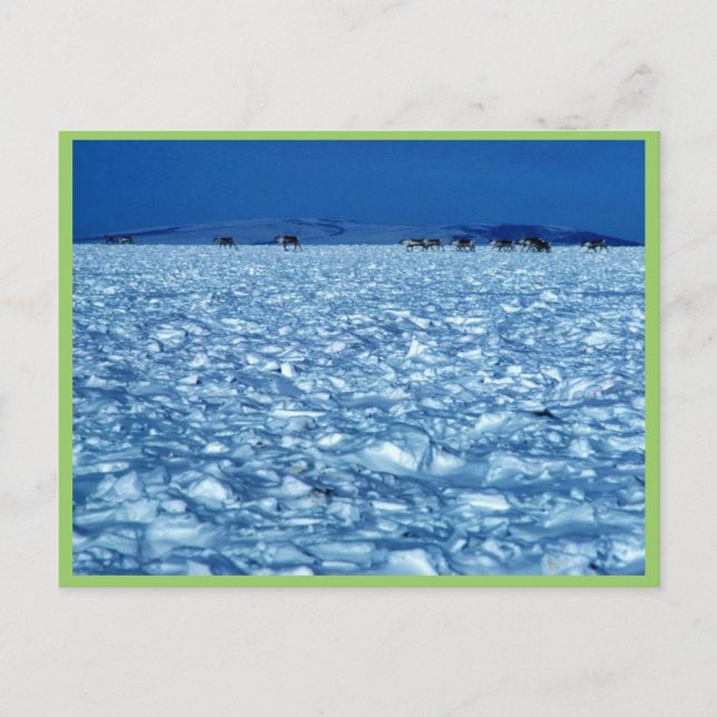 Postal Tundra nevada de Caribou (Anverso)