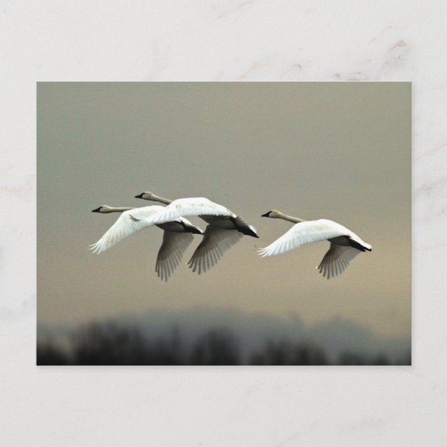 Postal Tundra Swans (Anverso)