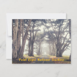 Postal Túnel ciprés en niebla