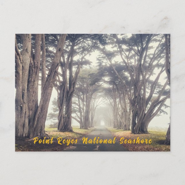 Postal Túnel ciprés en niebla (Anverso)