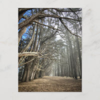 Túnel de árbol de ciprés, California