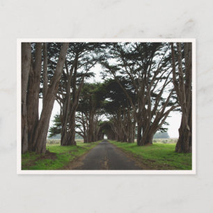 Postal Túnel de cipreses de Point Reyes California Foto