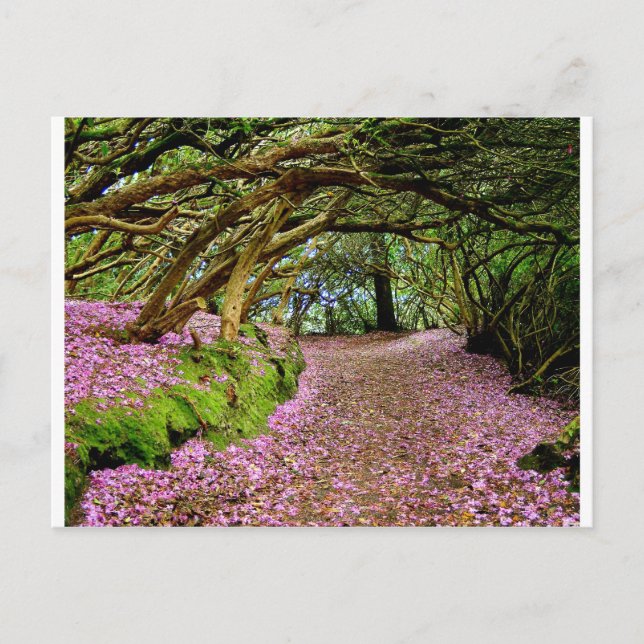 Postal Túnel Kenmare Rhododendron (Anverso)