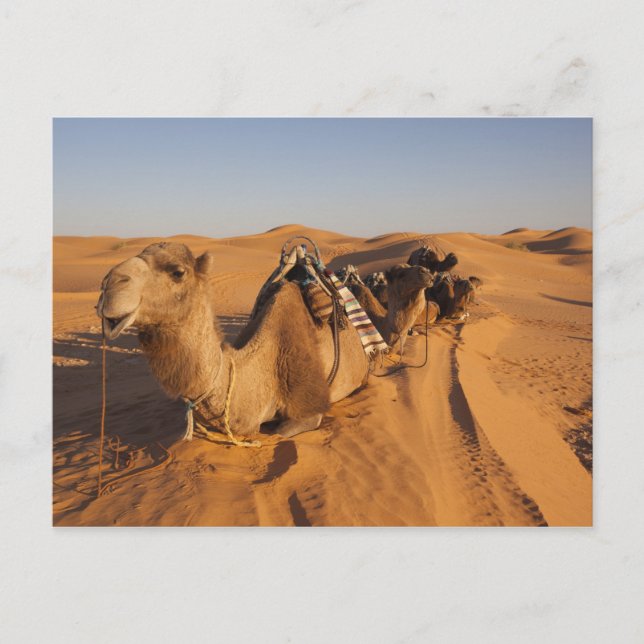 Postal Túnez, área de Ksour, Ksar Ghilane, ergio (Anverso)