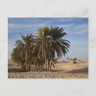 Postal Túnez, desierto del Sahara, Douz, Gran Duna, palma