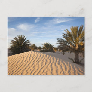 Postal Túnez, desierto del Sahara, Douz, Gran Duna, palma
