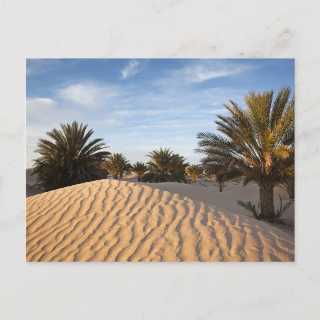 Postal Túnez, desierto del Sahara, Douz, gran duna, palme (Anverso)