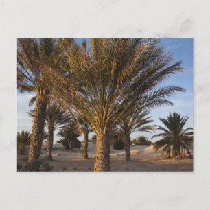 Postal Túnez, desierto del Sahara, Douz, Gran Duna, palme