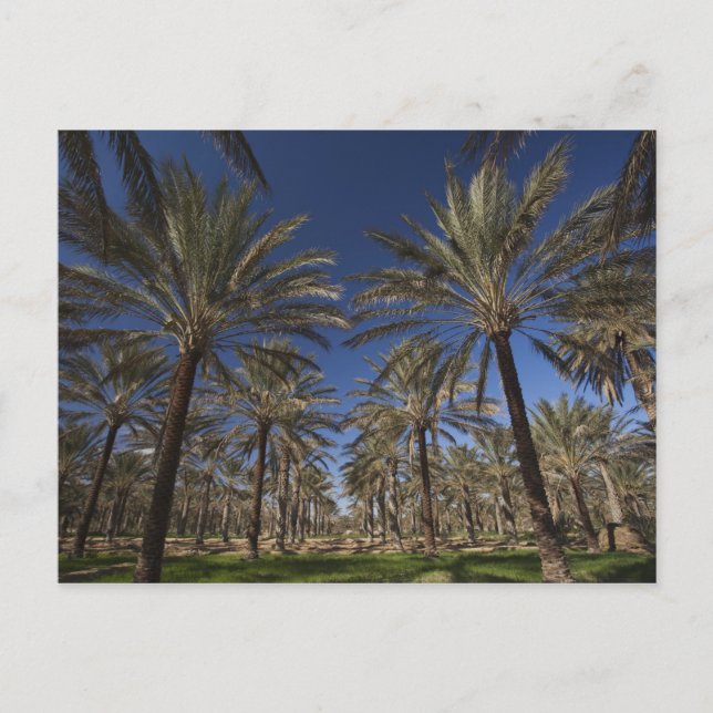 Postal Túnez, desierto del Sahara, Douz, zona turística,  (Anverso)