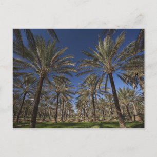 Postal Túnez, desierto del Sahara, Douz, zona turística, 