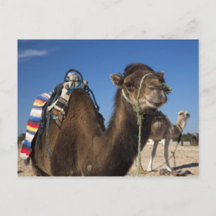 Postal Túnez, desierto del Sahara, Douz, Zone Touristique