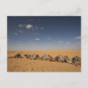 Postal Túnez, zona de Ksour, Ksar Ghilane, Gran Erg 2