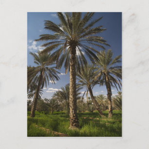 Postal Túnez, zona de Ksour, Ksar Ghilane, palmera datile
