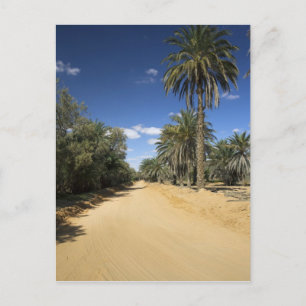 Postal Túnez, zona de Ksour, Ksar Ghilane, palmera datile