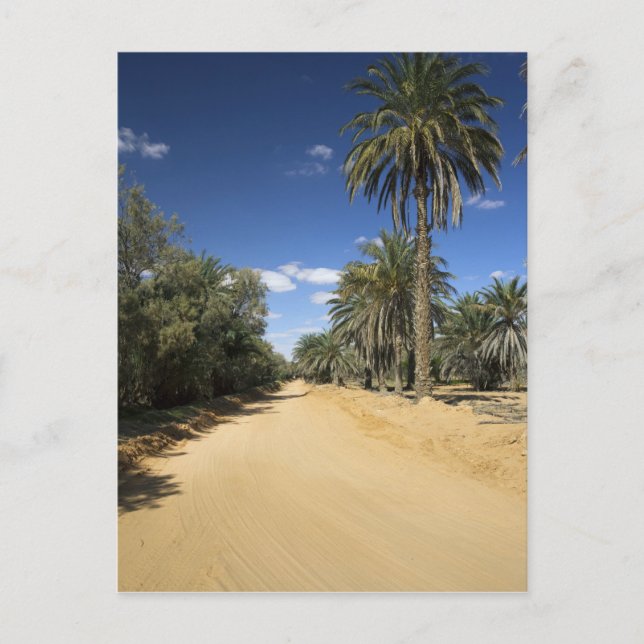 Postal Túnez, zona de Ksour, Ksar Ghilane, palmera datile (Anverso)