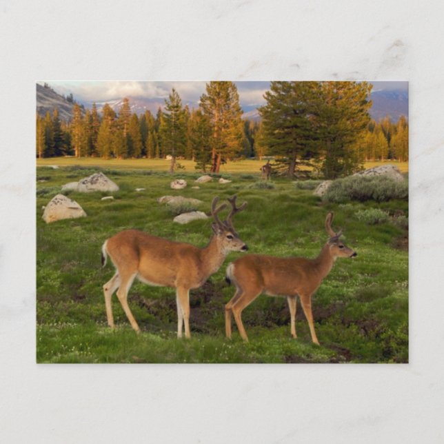 Postal Tuolumne Meadow, Yosemite (Anverso)