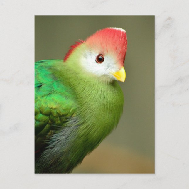 Postal Turaco de Crested (Anverso)