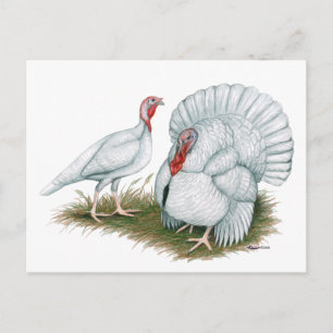 Postal Turquía: Pequeño blanco de Beltsville