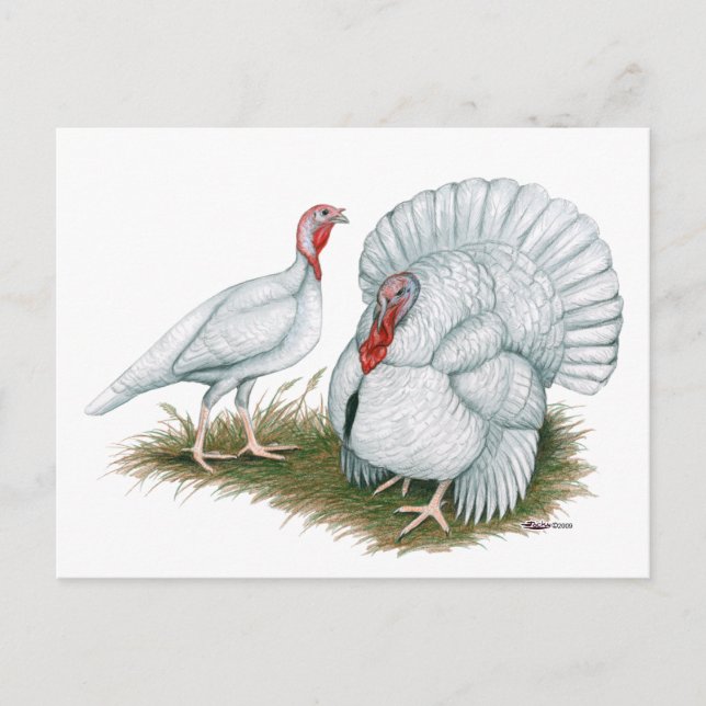 Postal Turquía: Pequeño blanco de Beltsville (Anverso)