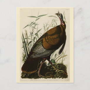 Postal Turquía salvaje (macho) de los pájaros de América