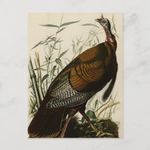 Postal Turquía salvaje (macho) de los pájaros de América 