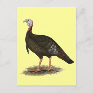 Postal Turquía: Tom salvaje del este