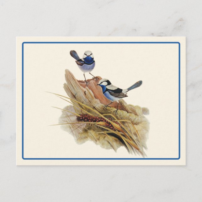 Postal Turquoisine Superb Warbler (Anverso)