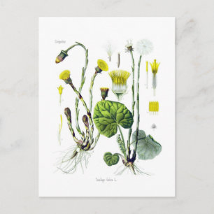 Postal Tussilago farfara (Coltsfoot)