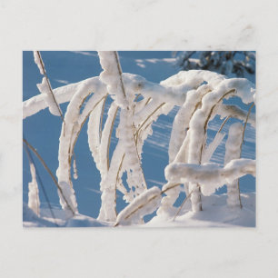 Postal Twigs cubiertos de nieve