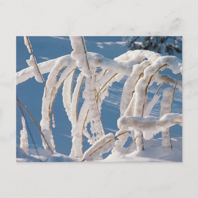 Postal Twigs cubiertos de nieve (Anverso)