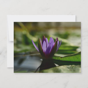 Postal Twilight Lotus Serenity