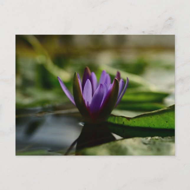 Postal Twilight Lotus Serenity (Anverso)