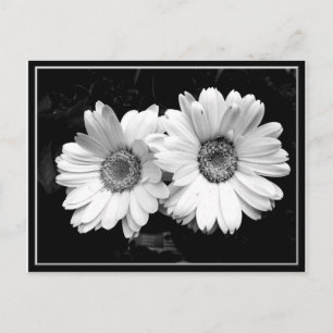 Postal Twin Daisies