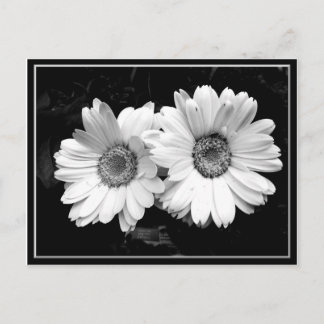 Postal Twin Daisies