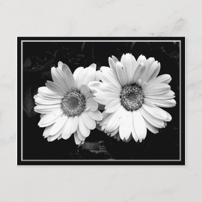 Postal Twin Daisies (Anverso)