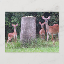Postal Twin Fawns Postcard